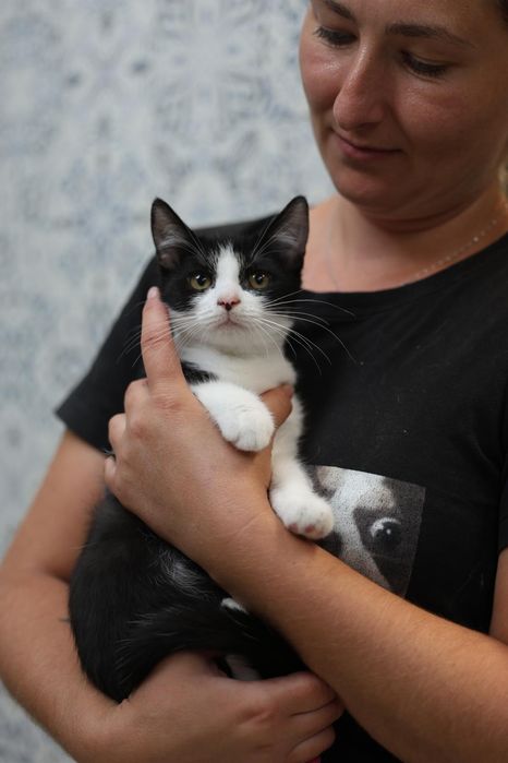 Kociaki do adopcji dom niewychodzący