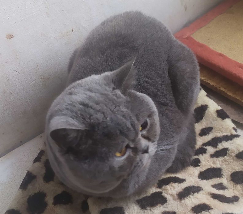 Молодий прямовухий красень.