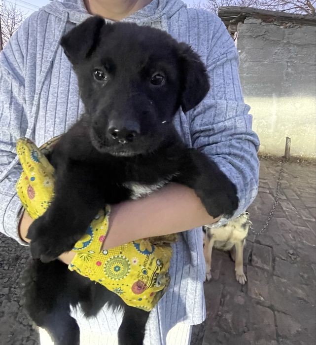 Цуценя, 3 місяці