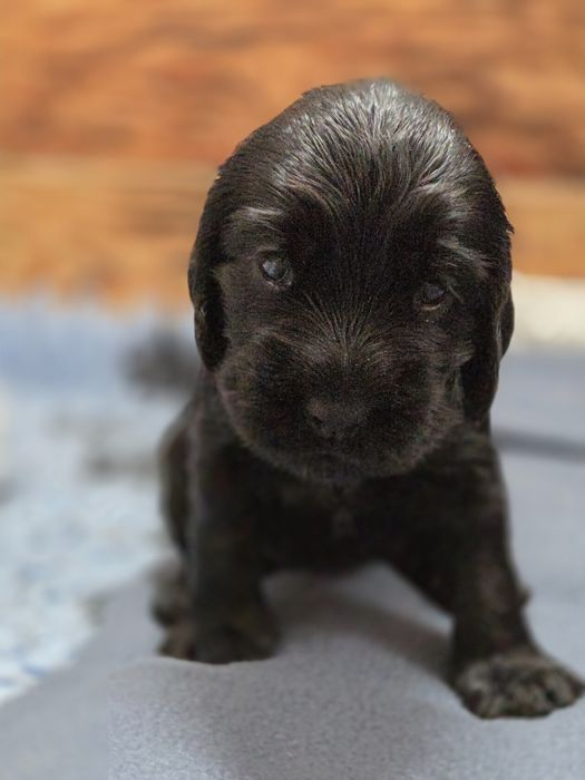 Cocker spaniel szczenięta
