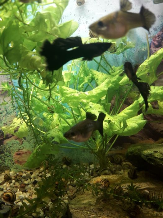 Gupiki moskiewskie czarne