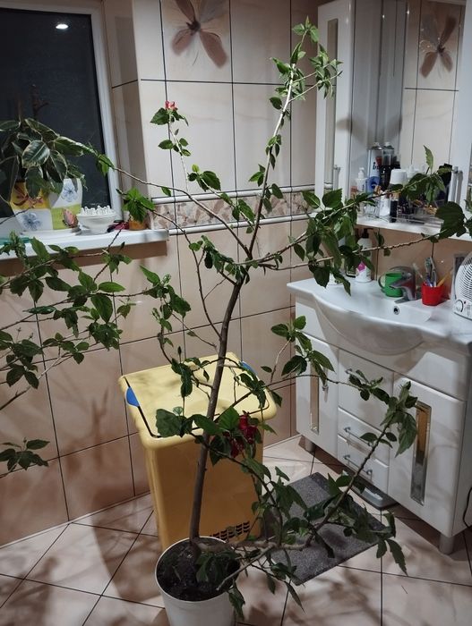 Гібіскус китайський, китайська роза.