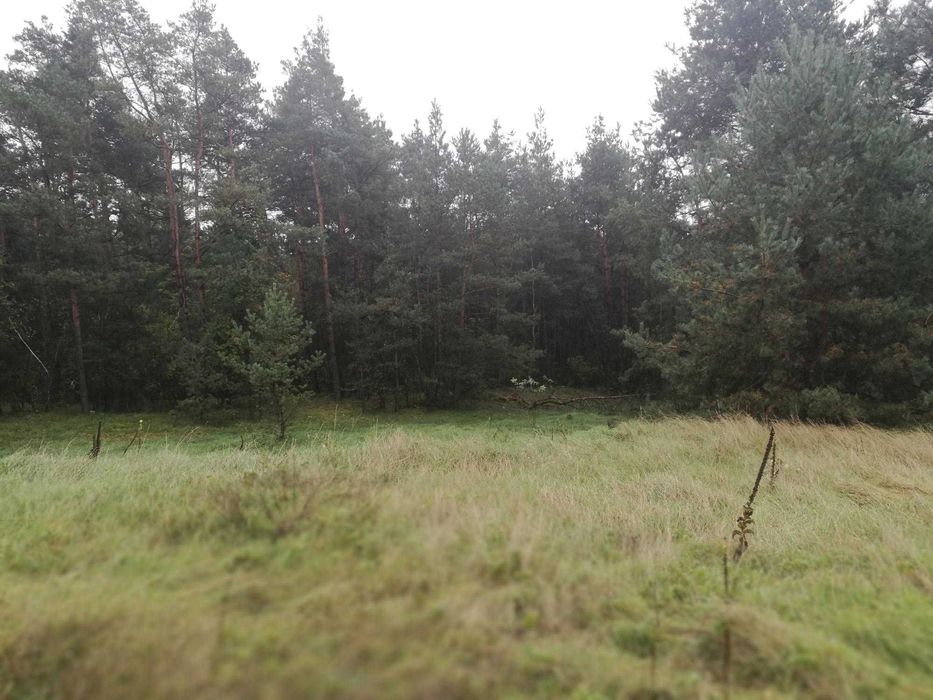 Sprzedam działkę budowlaną z WZ 19 arów – Jasień k. Staszowa - Widok 6