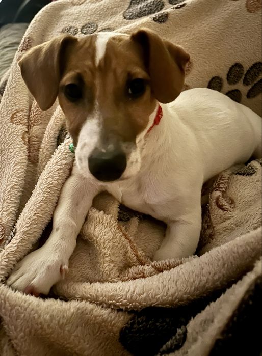 Цуценя Джек рассел красуня дівчинка!