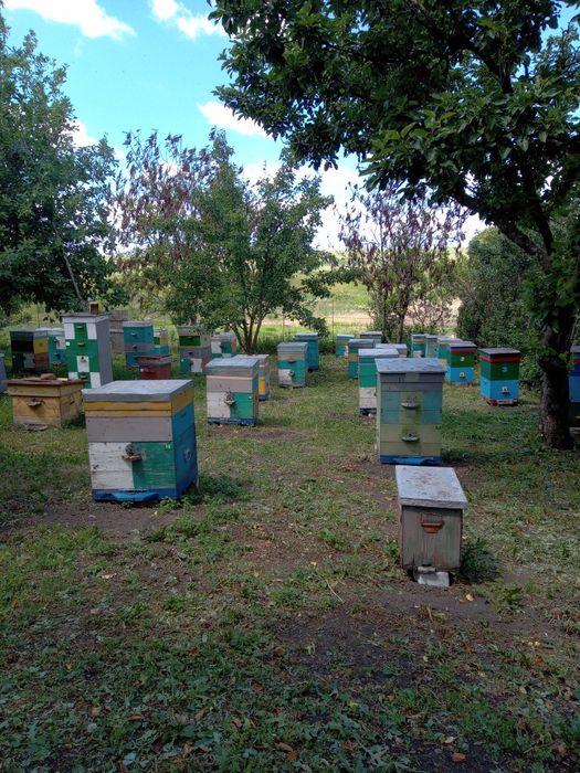 Продам пасеку сімї с  уліками