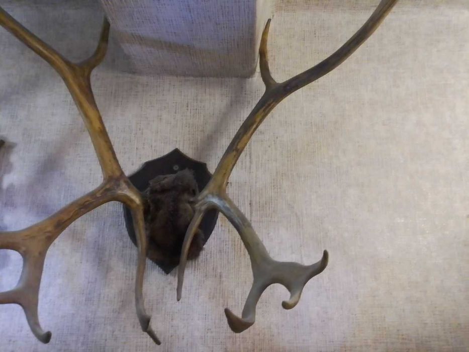 Рога,коллекция,5экз.