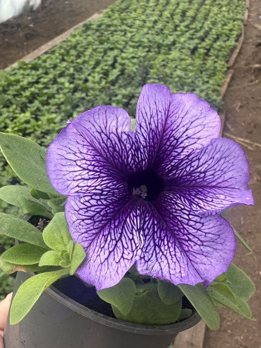 Петунія ГУРТ та РОЗДРІБ