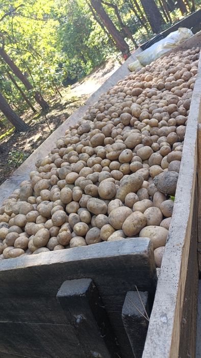 Sprzedam ziemniaki,zboże pszenica owies