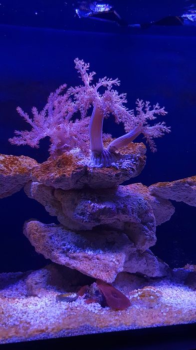 Frag de coral Kenya Tree