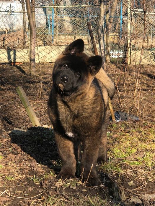 вʼязка американської акіти