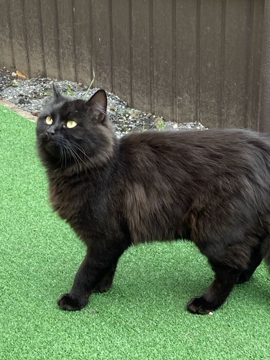 Віддам кішечку  в добрі руки.