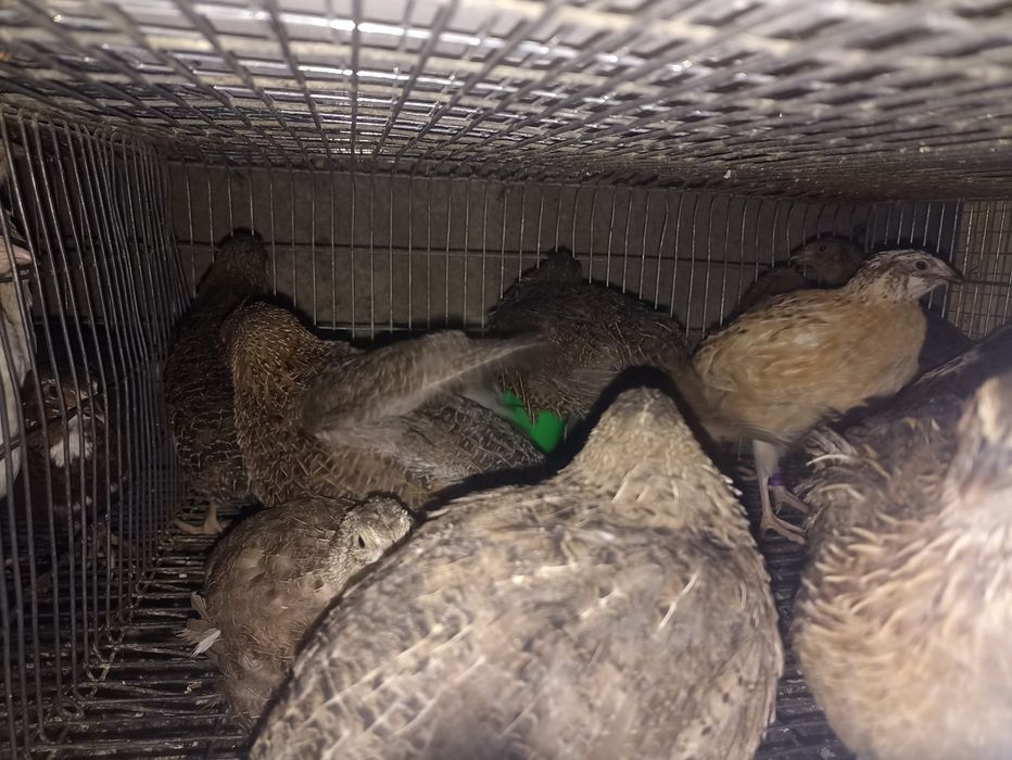 Codornizes da China e outras