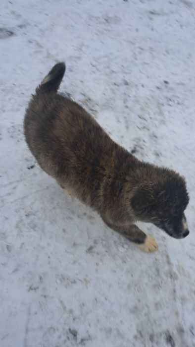 Akita inu sprzedam suczka