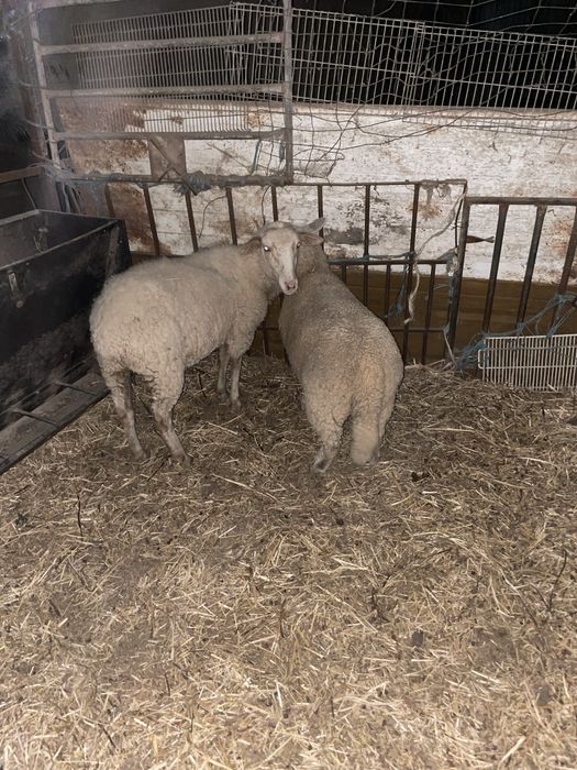 borregas cruzadas de ille france