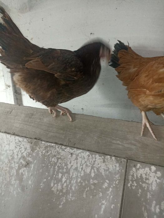 Sprzedam kury nioski 15 tygodniowe