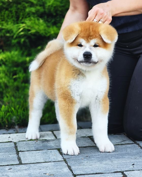 Akita Inu FCI/ZKwP już Do ODBIORU