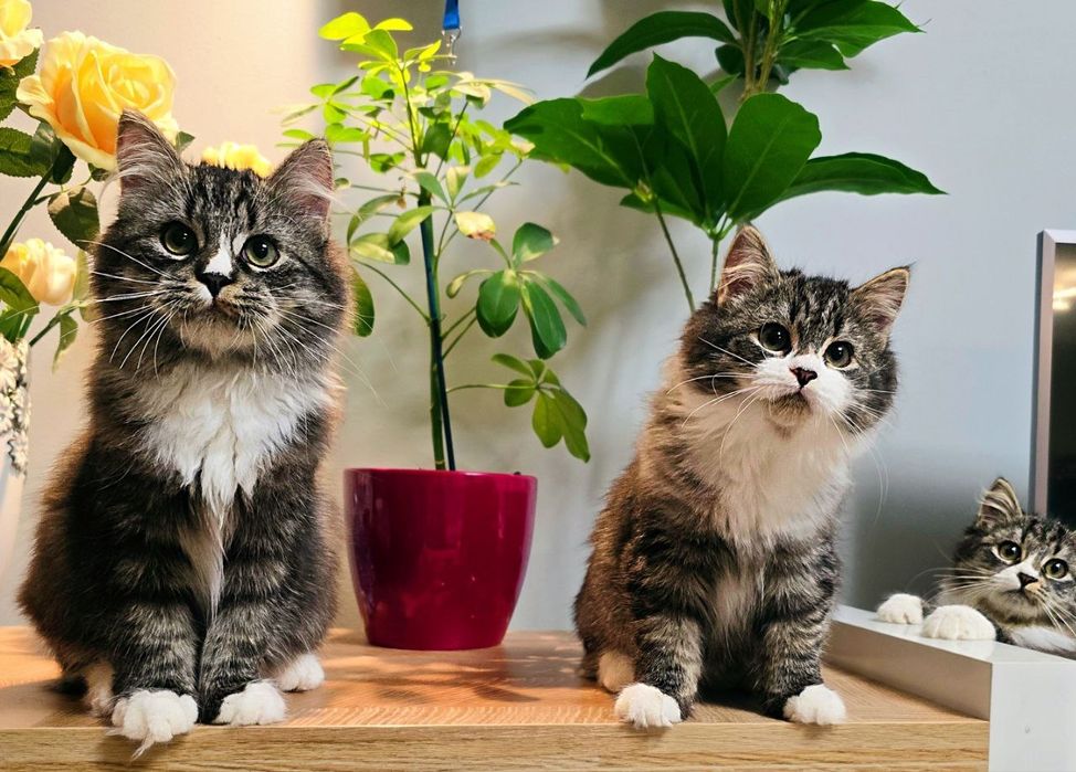 Kotka syberyjska FPL rodowód