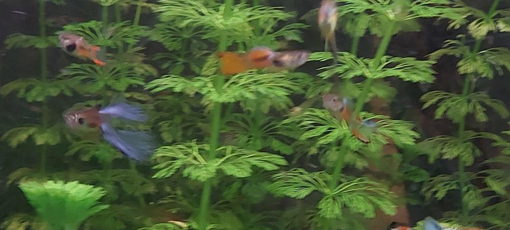 Vendo peixes de criação própria