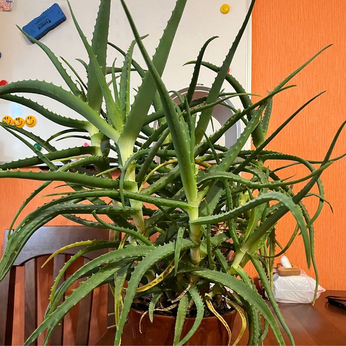 Цветок Алоэ оконный