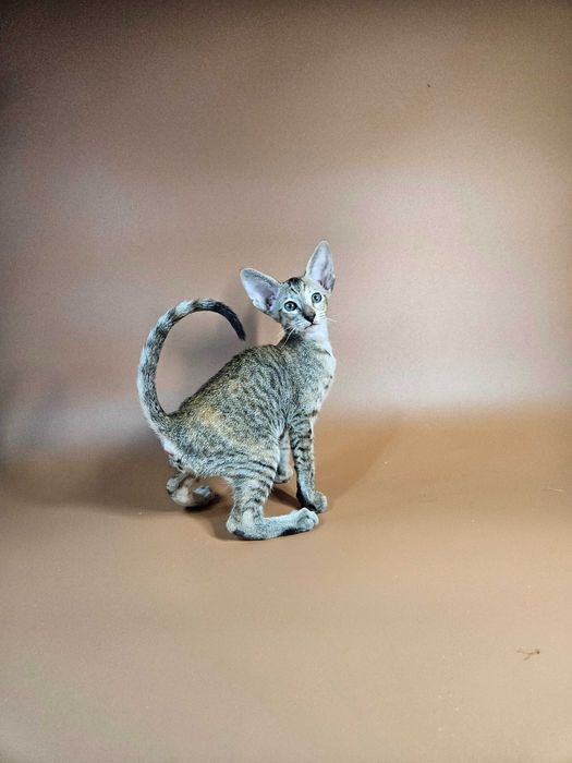 Ориентальный котенок девочка Nevada