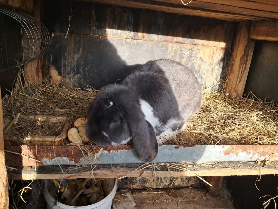 Baran francuski samiec