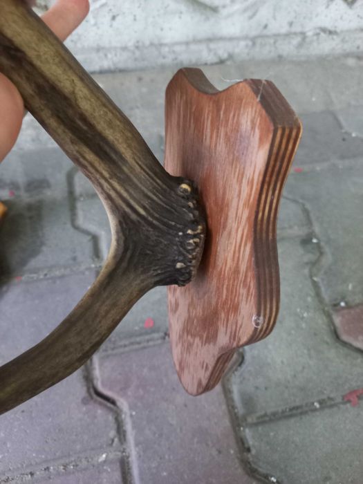 rogi zwierzęce cena za zestaw