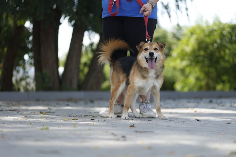 Tylko mnie kochaj - krzyczy Wiper!