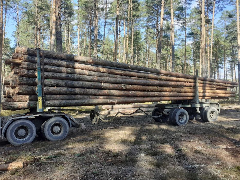 Kłoda sosnowa 4m , 5m  CX 2,5