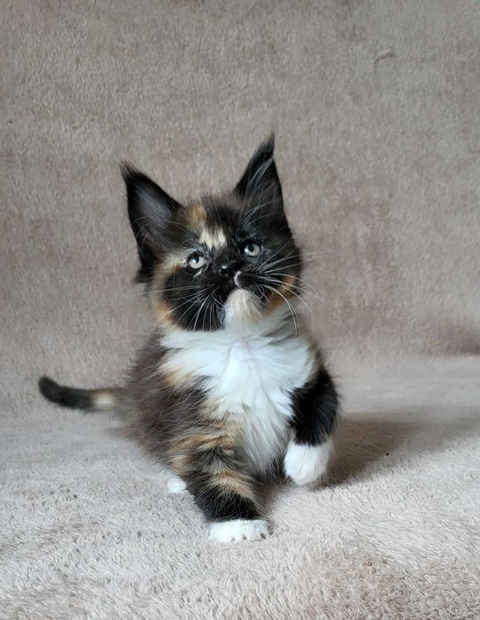 Kolorowa dziewczynka mco z rodowodem FPL