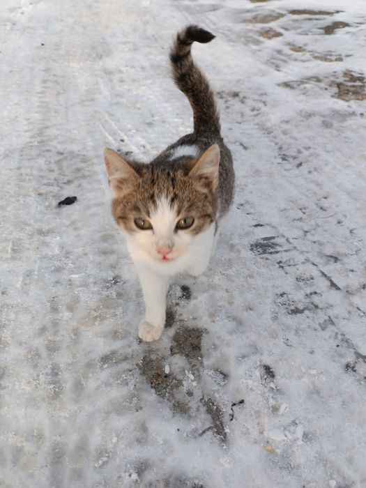 Oddam kota w dobre ręce