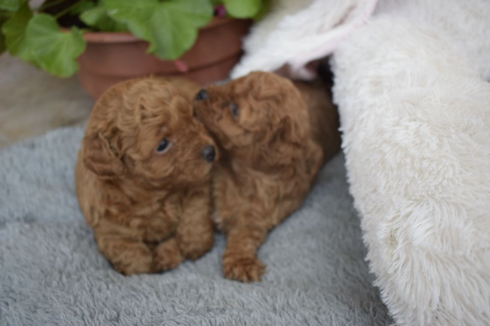 Maltipoo przepiękna dziewczynka