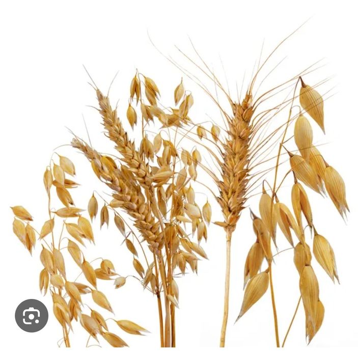 Pszenica, owies tegoroczna