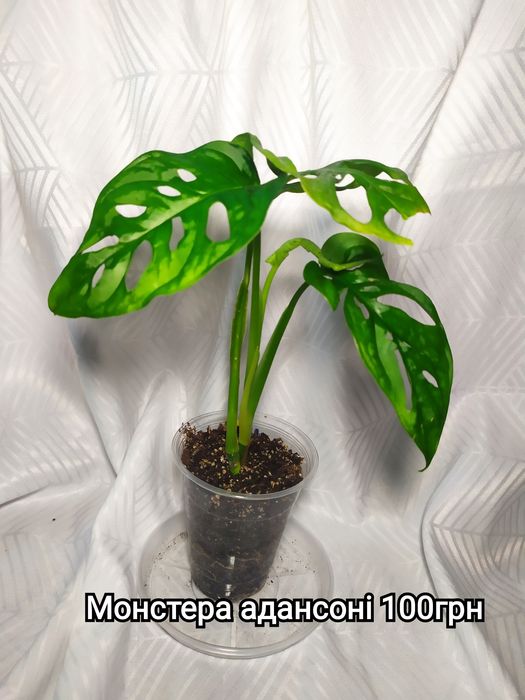 Монстера тайське сузір'я, Сильтепекана, адансона