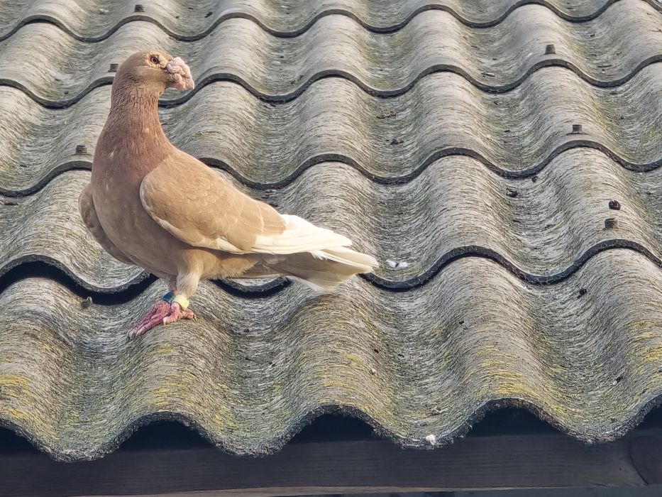 Gołębie pocztowe para żółtych.