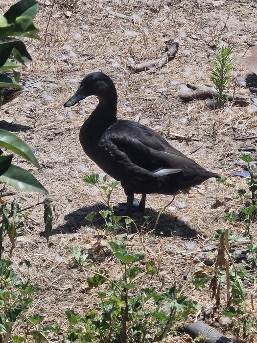 Patos mudos e Cayuga  bebés