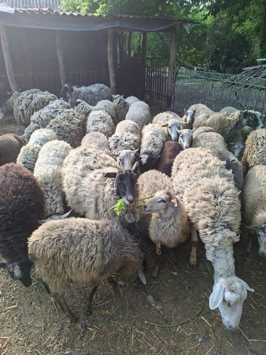 Продам баранів Черняховка