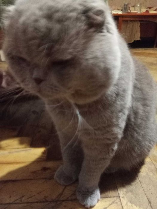 Кот Юлик приглашает на случку