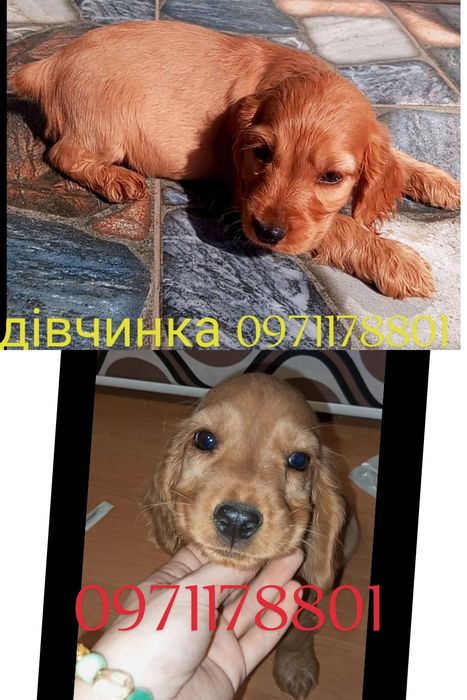 Англійські кокер-спанієлі чекають дуже Вас