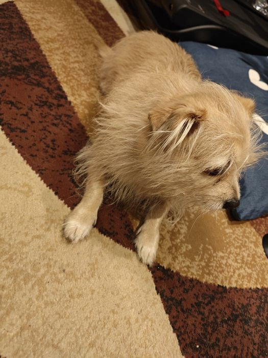 Oddam suczkę 4 lata w dobre ręce