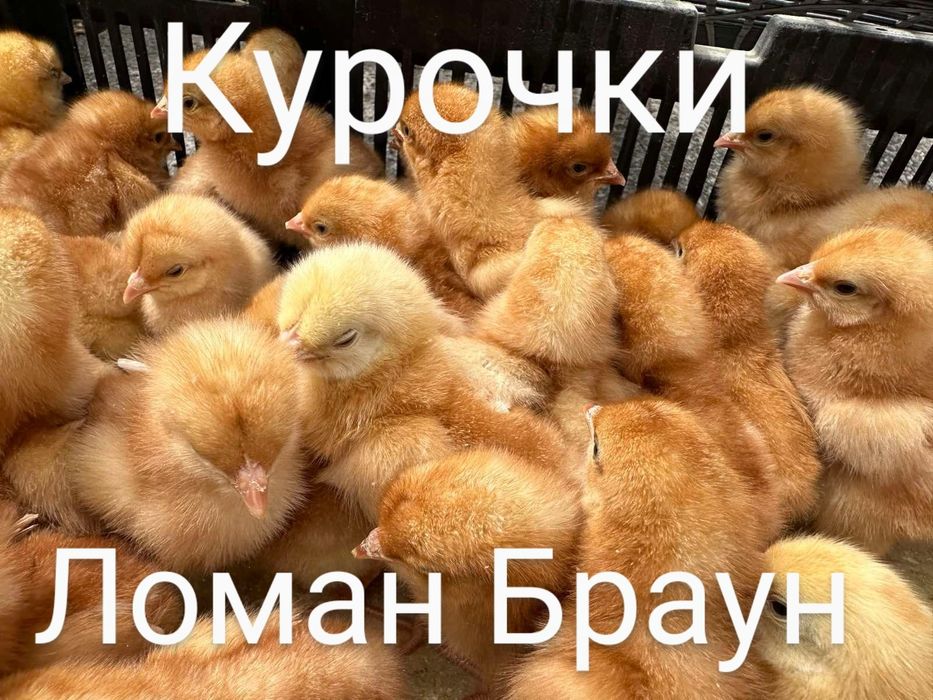 Ломан Браун Сенді Курчата Цыплята Курча несушки+Півники Півні Півні
