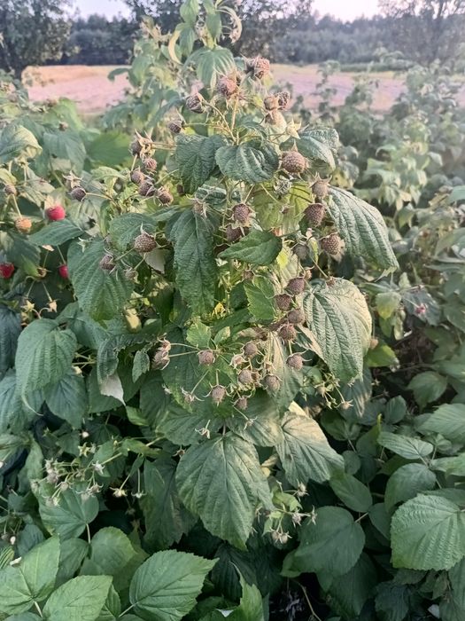 Садженці ремонтантної малини