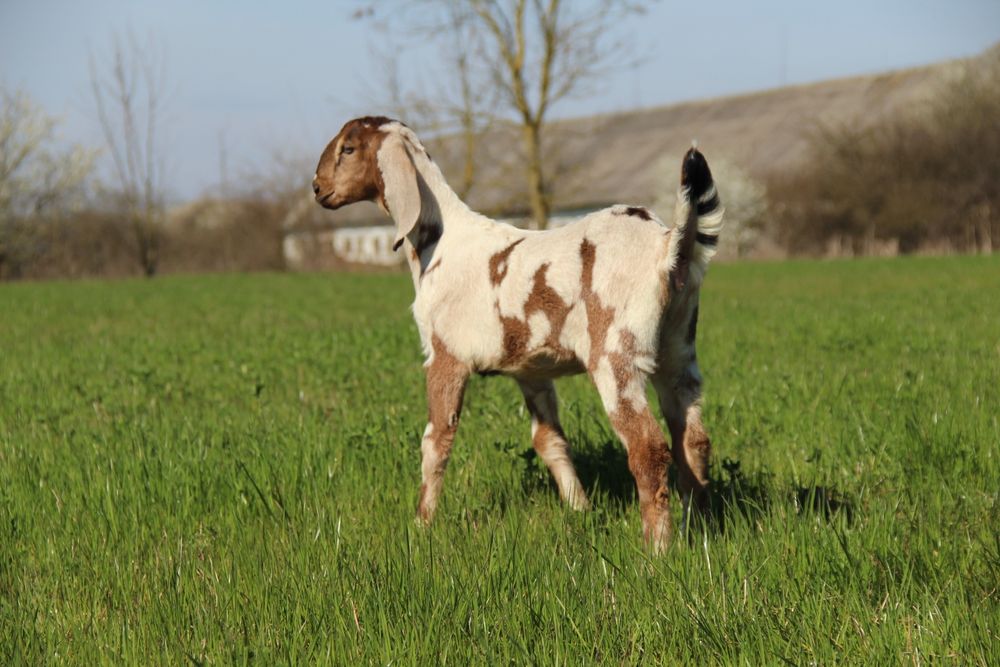 Англо Нубійські козочки