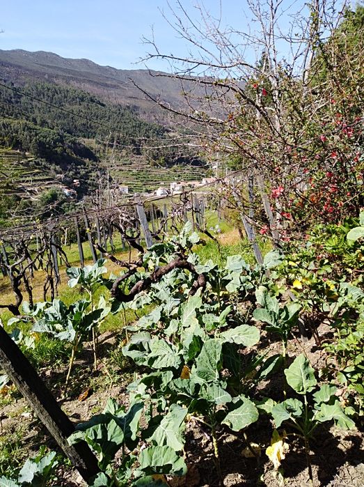 Casa   para  venda .