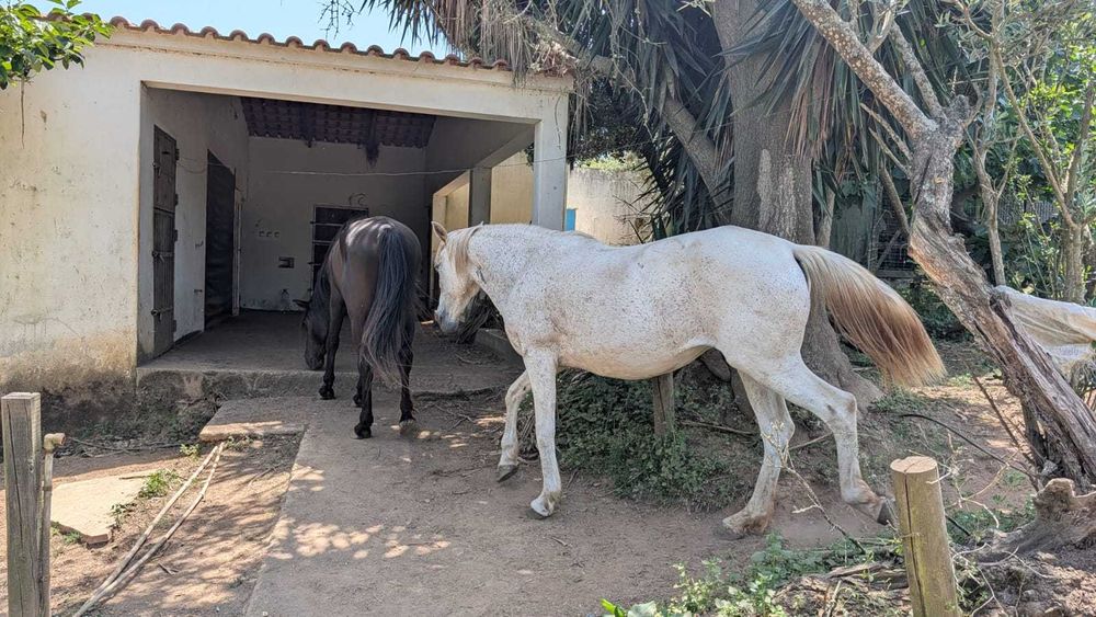 CERCAL Vendo Cavalo PSL Dressage + Égua + Zaldi Dressage