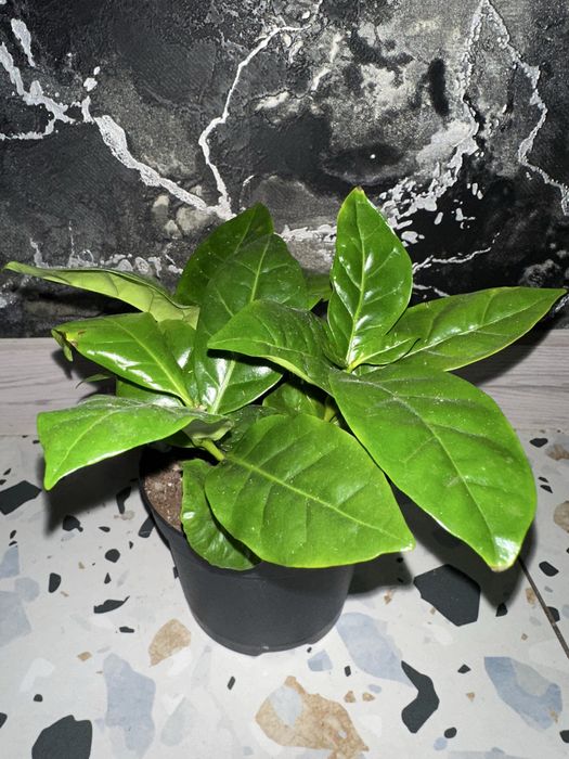 Кавове дерево,кімнатні квіти, вічнозаелена розлина