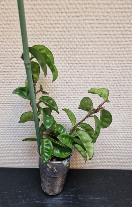 Hoya carnosa krinkle