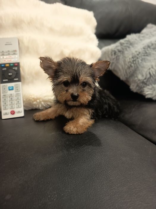 Yorkshire Terrier miniatura fêmea lindíssima, vacinada e desparasitada