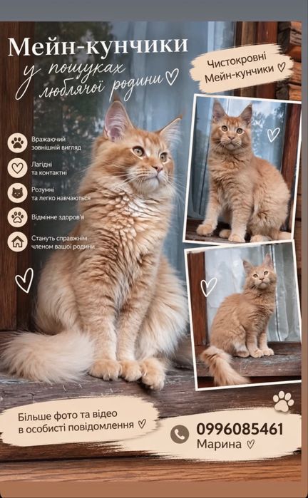 Кошенята мейн-кун.