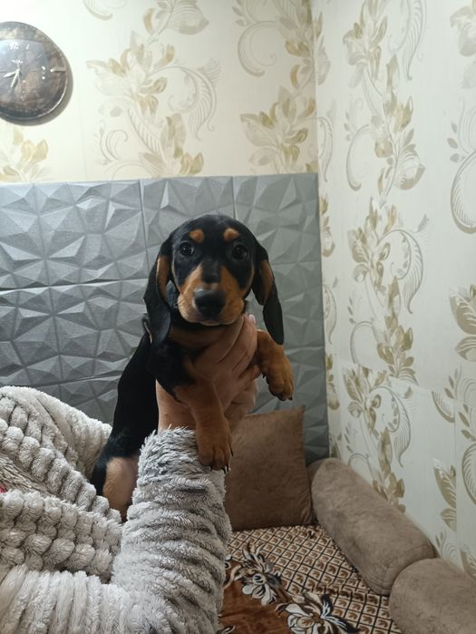 Срочно Продам щенка  Таксы