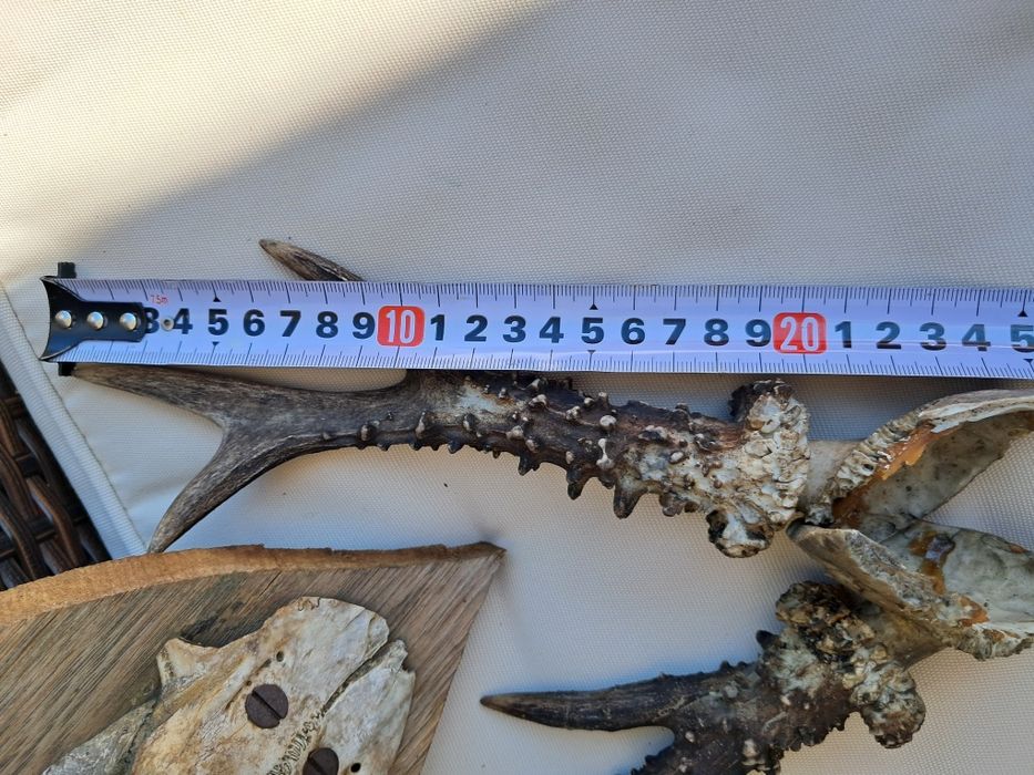 Poroże poroża 2 sztuki rogi